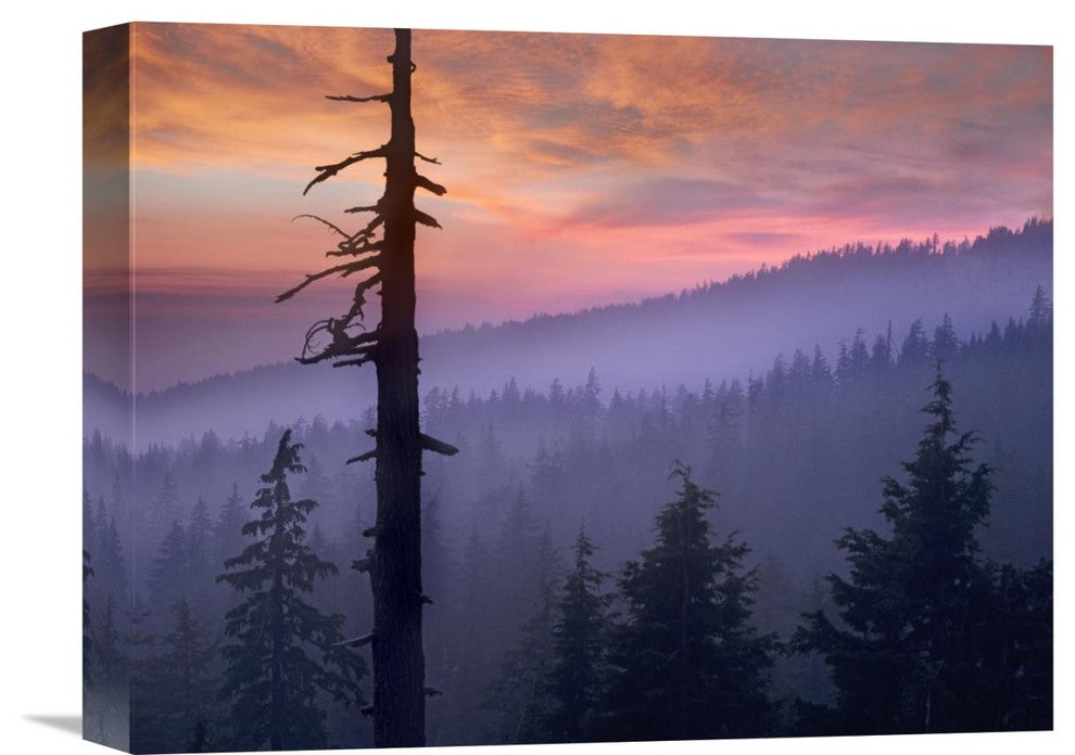 "Sunset Over Forest, Crater Lake National Park, Oregon" Artwork, 16" x 12"
