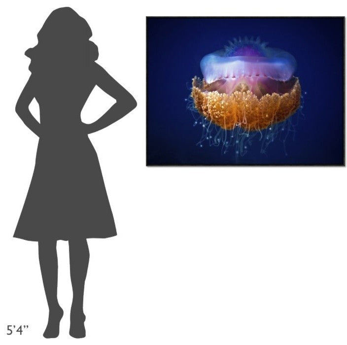 Fried Egg Jellyfish, 40"x30"