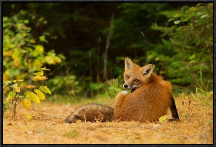 "Redfox, Algonquin Park" Framed Canvas Giclee by Jim Cumming, 31x21"
