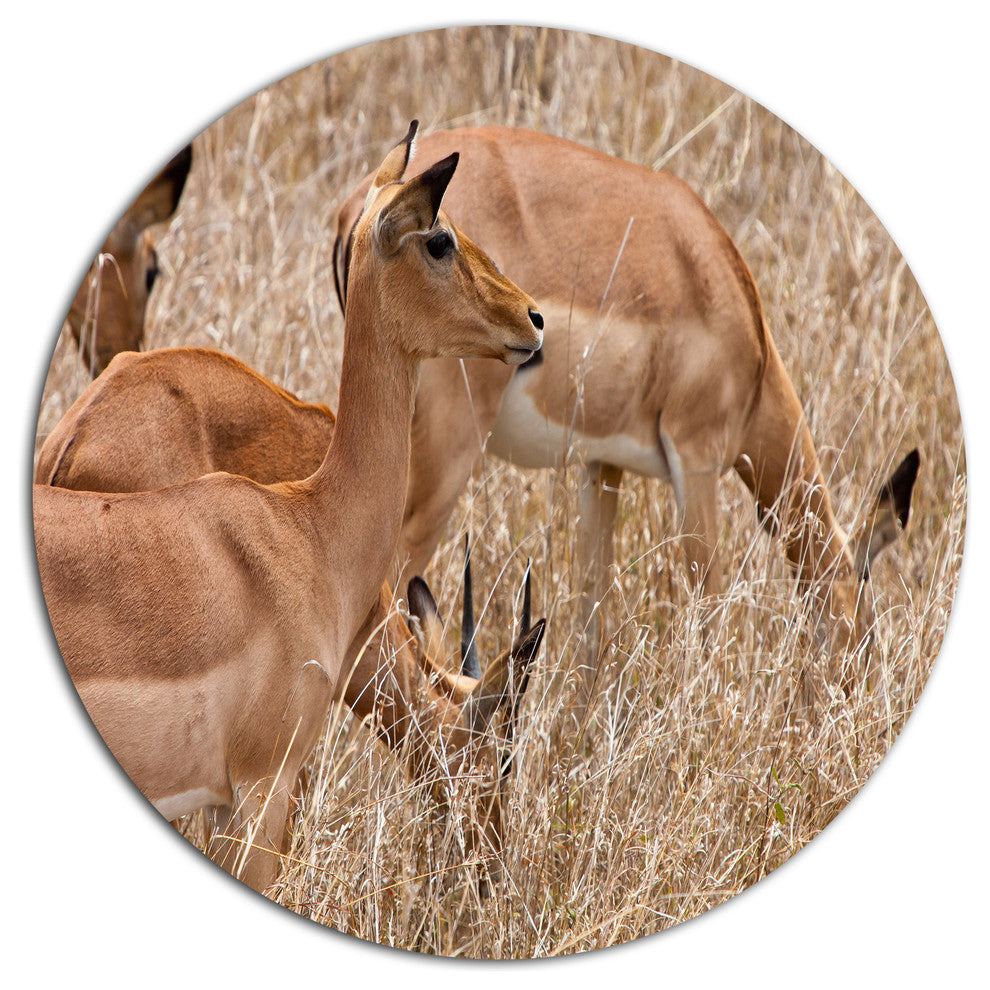 Grants Gazelles Grazing In Grassland, Animal Disc Metal Wall Art, 36"