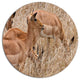 Grants Gazelles Grazing In Grassland, Animal Disc Metal Wall Art, 36"