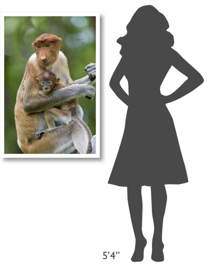 "Proboscis Monkey female holding two month old baby, Sabah" Paper Art, 26"x38"