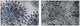 Petal Explosions Diptych, 72x24