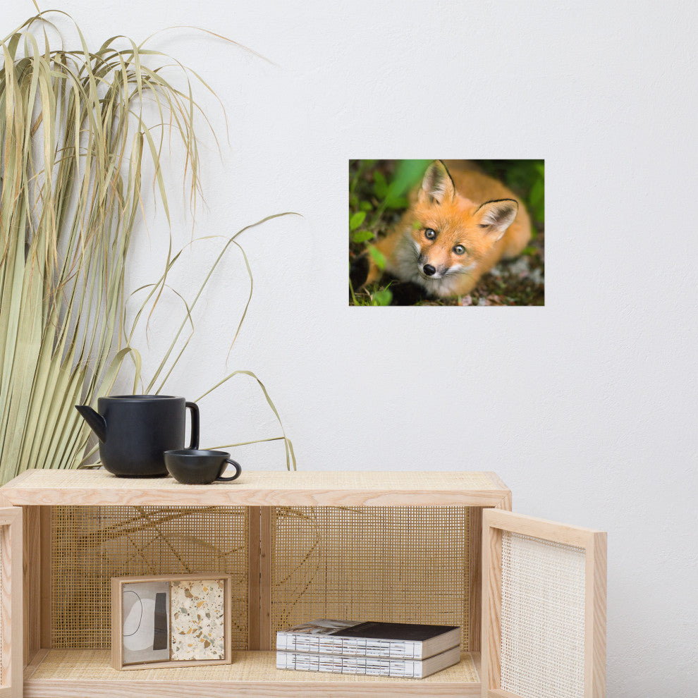 Young Red Fox Face Animal Wildlife Nature Photograph Loose Wall Art Print, 12" X 16"