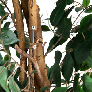 Alternate white background close-up of trunk with leaf detail.