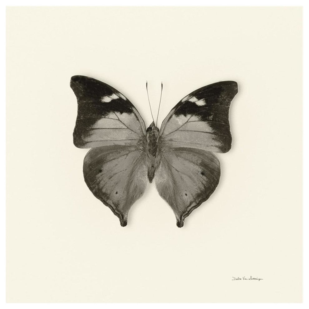 "Butterfly VII - BW" Digital Paper Print by Debra Van Swearingen, 42"x42"