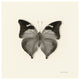 "Butterfly VII - BW" Digital Paper Print by Debra Van Swearingen, 42"x42"