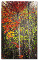 ''Colour Touch'' Canvas Art by Philippe Sainte-Laudy