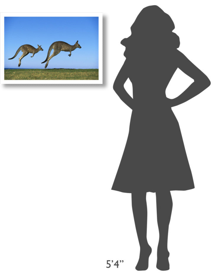 "Eastern Grey Kangaroo adults hopping, Murramarang NP" Paper Art, 26"x18"