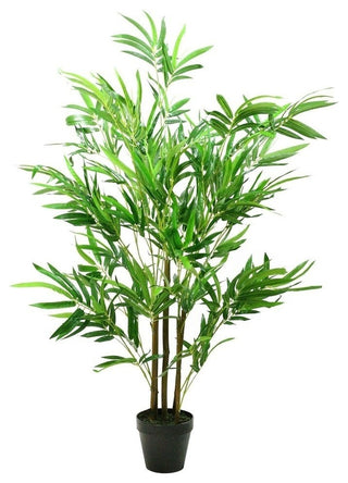 Full product on white background, front-facing plant in pot.