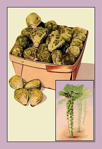Brussel Sprouts- Gallery Wrapped Canvas Art 28" x 42"