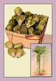 Brussel Sprouts- Gallery Wrapped Canvas Art 28" x 42"