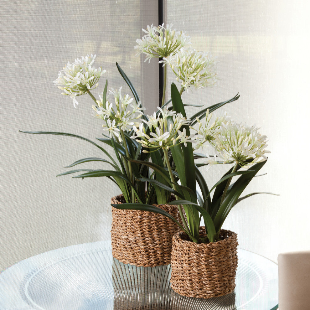 Agapanthus Drop-In, 29"