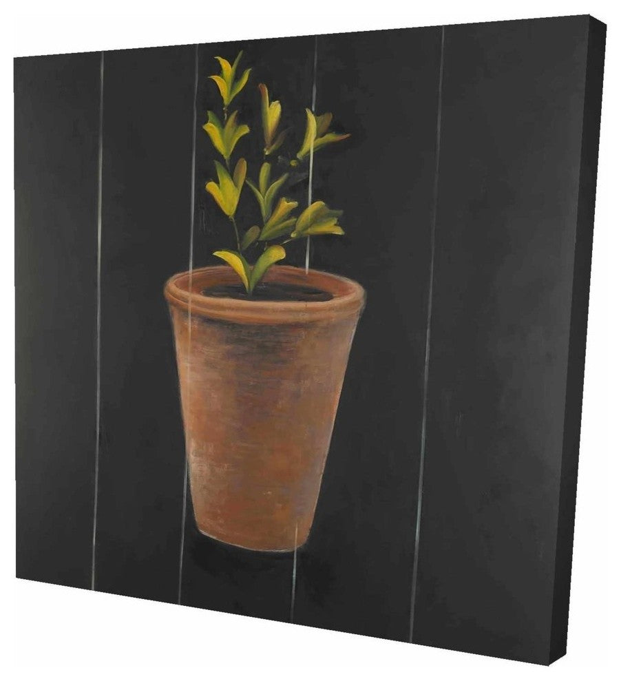 Plant of Marjolaine, Fine Art Gallery Wrapped Canvas, 24"x24"
