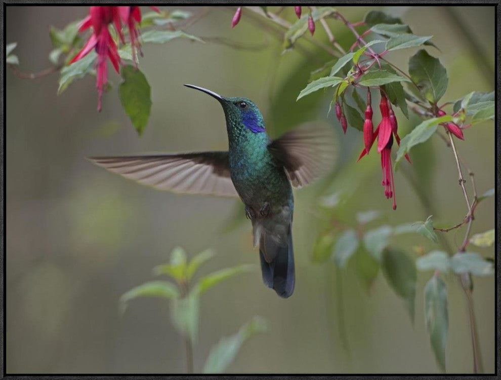 "Green Violet-ear hummingbird foraging, Costa Rica"  by Tim Fitzharris, 33x25"