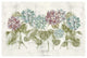 "Vibrant Row of Hydrangea No Border" Digital Paper Print by Cheri Blum, 26"x18"