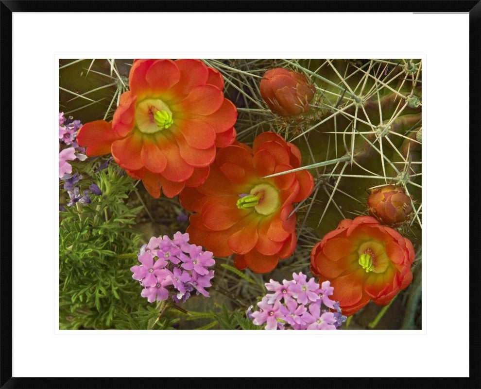 Claret Cup Cactus and Verbena Detail Of Flowers In Bloom, North America, 30"x24"