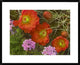 Claret Cup Cactus and Verbena Detail Of Flowers In Bloom, North America, 30"x24"