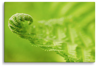 Fern Curl Botanical, Nature Photography Canvas Wall Art Print, 24" X 36"