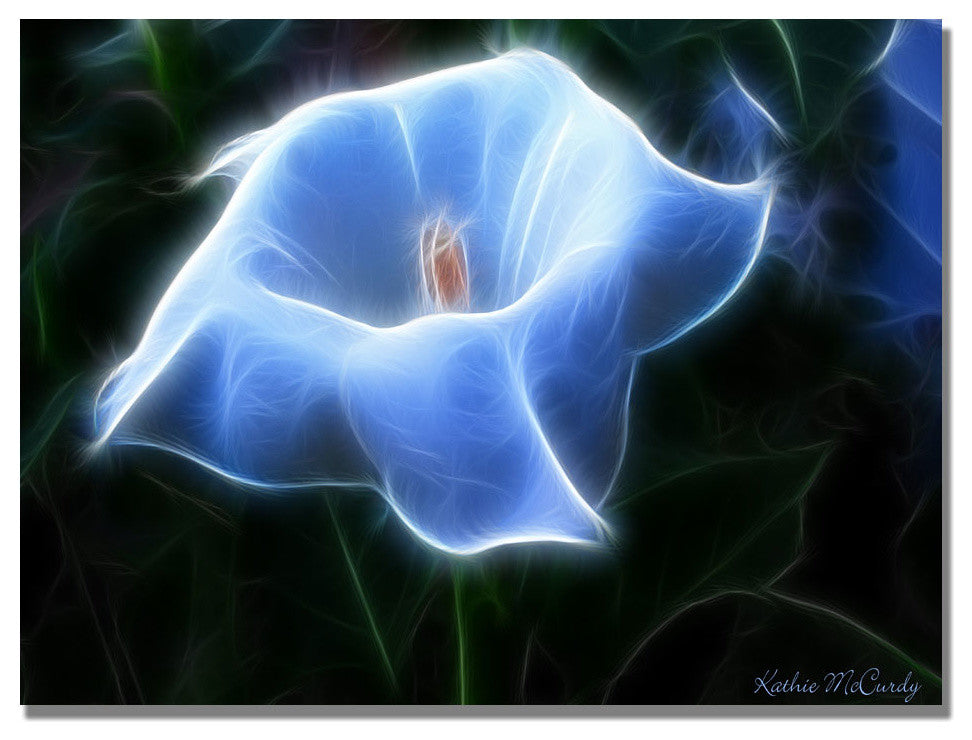 'Moonflower Open Big' Canvas Art by Kathie McCurdy