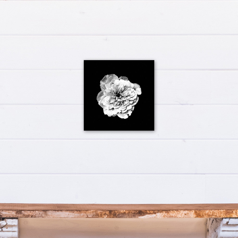 White Flower on Black Background Print on Canvas