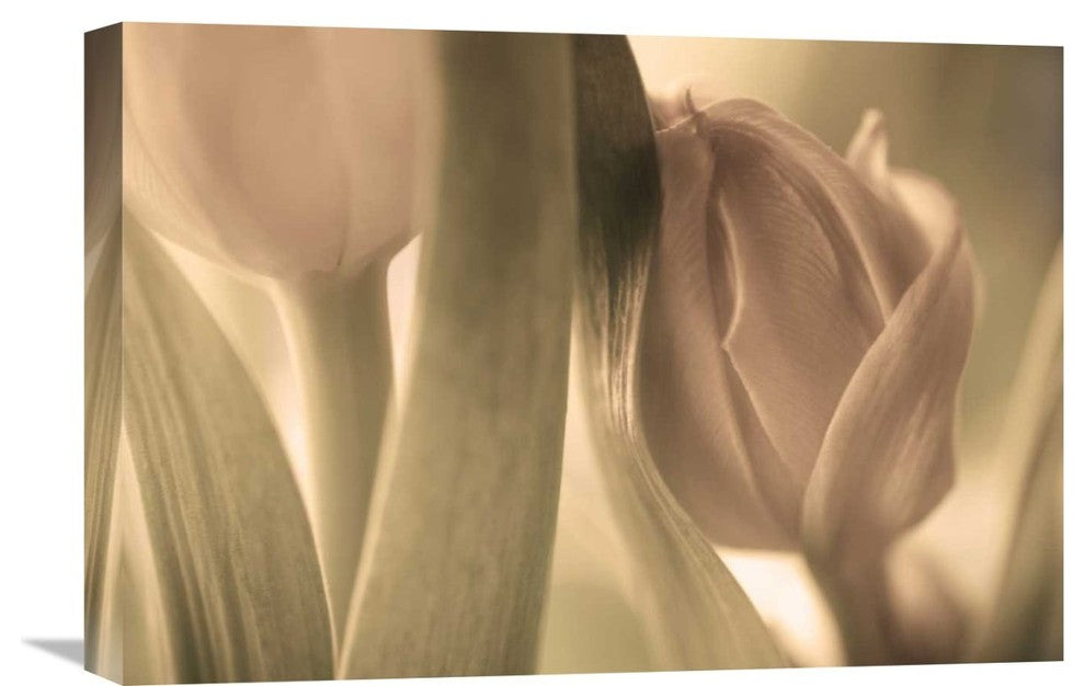 "Tulips" Stretched Canvas Giclee by Allan Wallberg, 22x15"