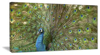 "Beautiful Peacock With Feathers" Animal Canvas Print, 40"x20"