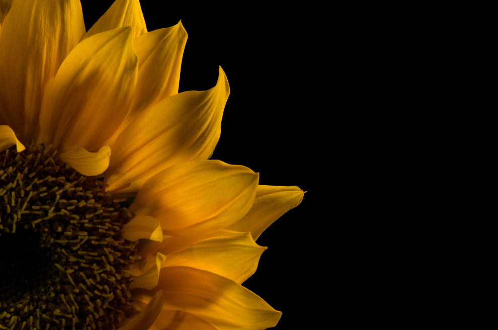 Sunflower in Corner Nature Photography, Floral Unframed Wall Art Print, 24" X 36"