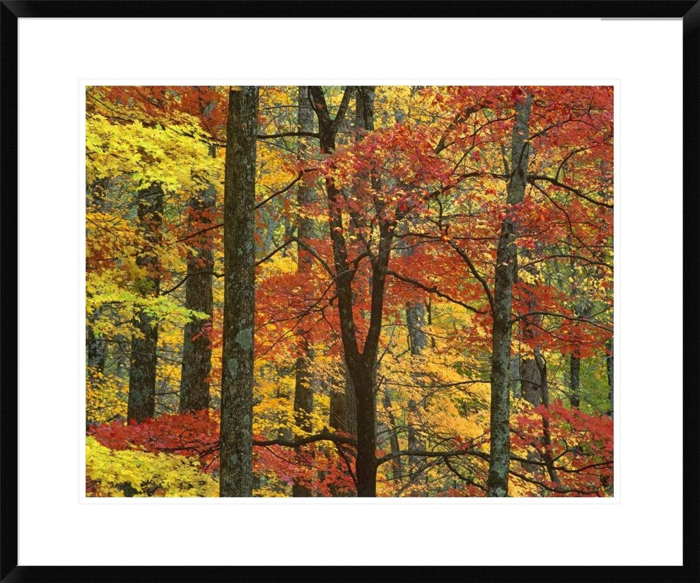 Maple Trees In Autumn, Great Smoky Mountains National Park, Tennessee, 30"x24"