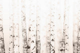 Birchwood Print on Canvas, 45x30 cm