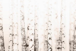 Birchwood Print on Canvas, 45x30 cm