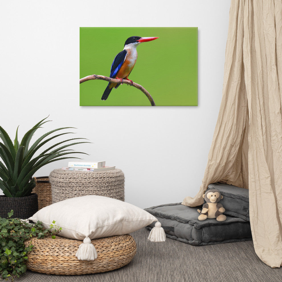 Black Capped Kingfisher Bird on Perch Wildlife Photograph Canvas Wall Art Print, 24" X 36"