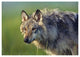 "Gray Wolf, native to North America" Paper Print by Tim Fitzharris, 24"x17"