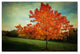 ''Vieillot'' Canvas Art by Philippe Sainte-Laudy