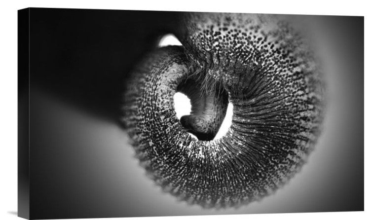 "Trunk" Stretched Canvas Giclee by Antje Wenner-Braun, 16"x10"