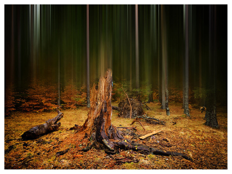 Dark Fall Forest on Foggy Morning, Landscape Canvas Art Print, 40"x30"