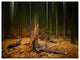 Dark Fall Forest on Foggy Morning, Landscape Canvas Art Print, 40"x30"