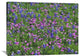 "Sand Bluebonnet And Pointed Phlox" Artwork, 40" x 30"