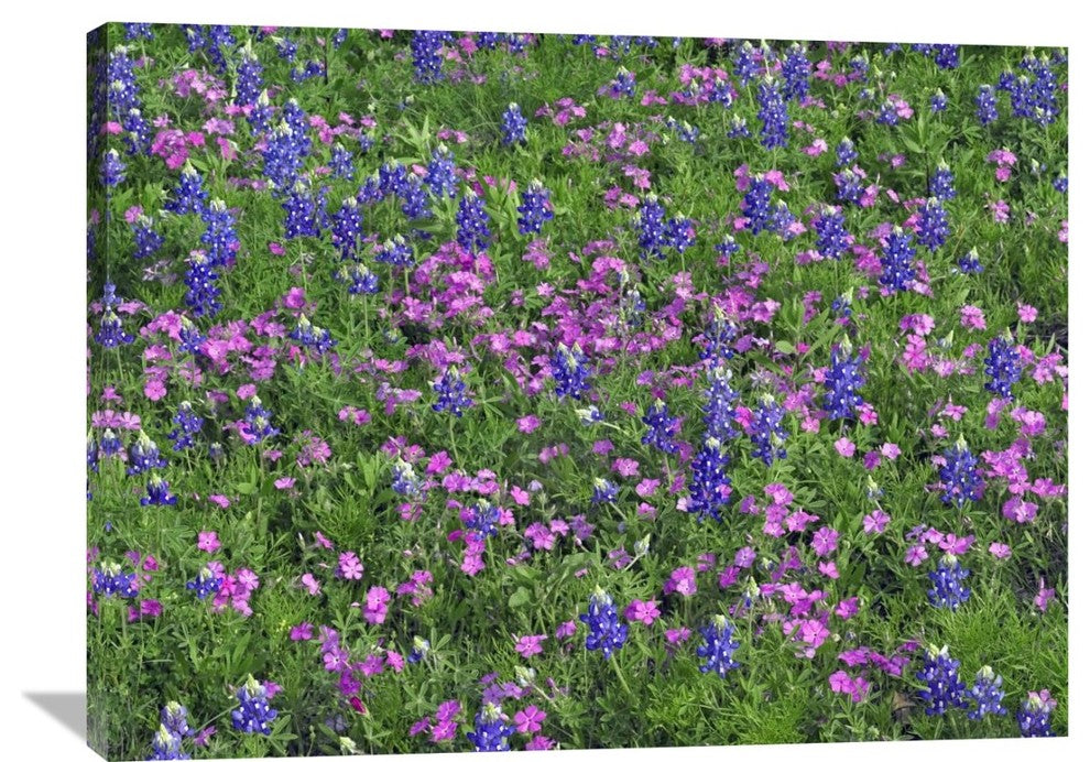 "Sand Bluebonnet And Pointed Phlox" Artwork, 40" x 30"