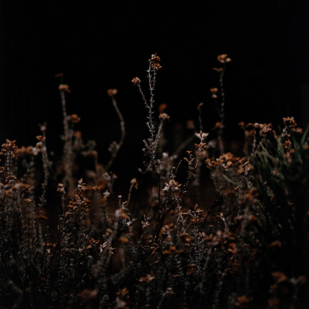 Escape I By Annie Spratt