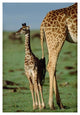 "Giraffe mother with young, Kenya" Paper Print by Tim Fitzharris, 26"x38"