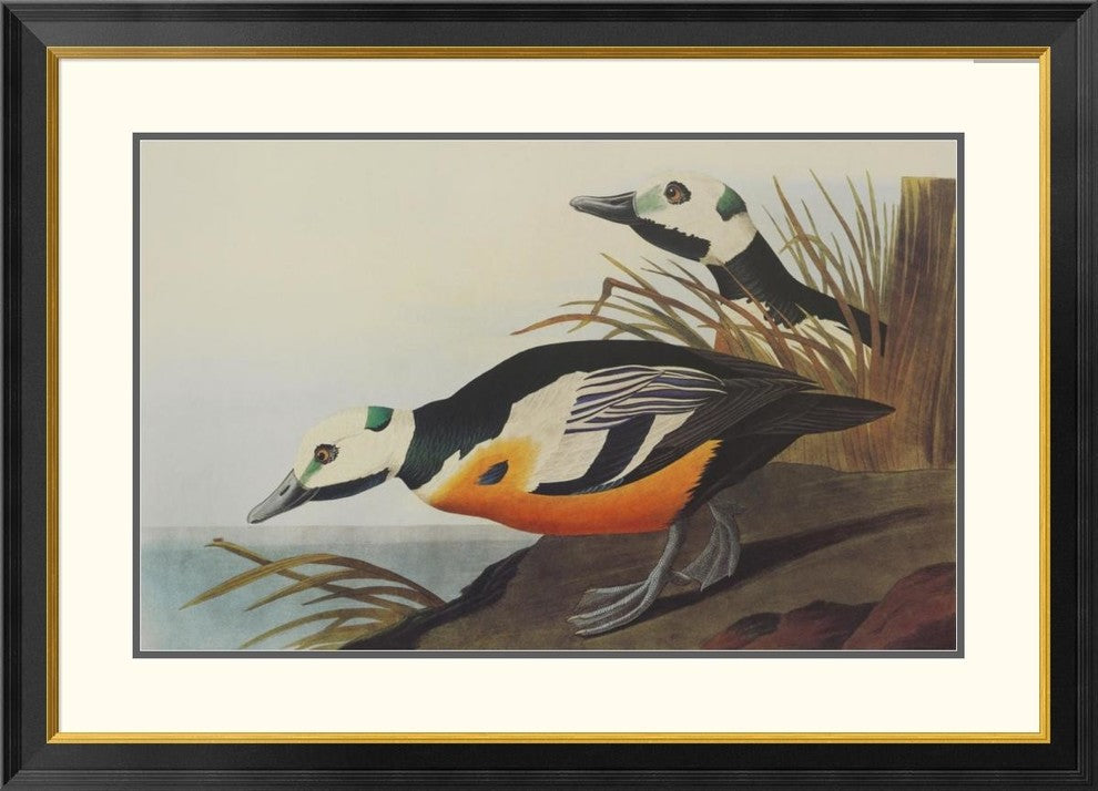 "Western Duck" Framed Digital Print by John James Audubon, 40x29"