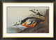 "Western Duck" Framed Digital Print by John James Audubon, 40x29"
