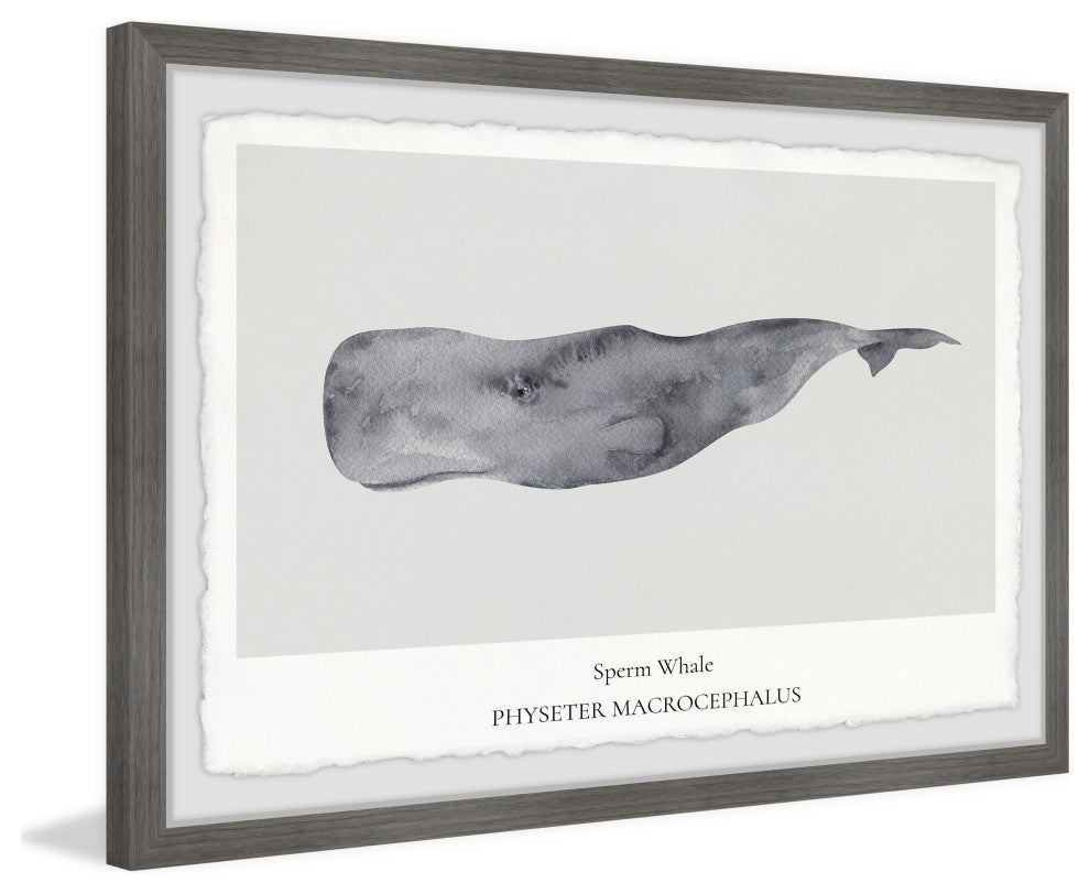 "Physeter Macrocephalus" Framed Painting Print, 18x12