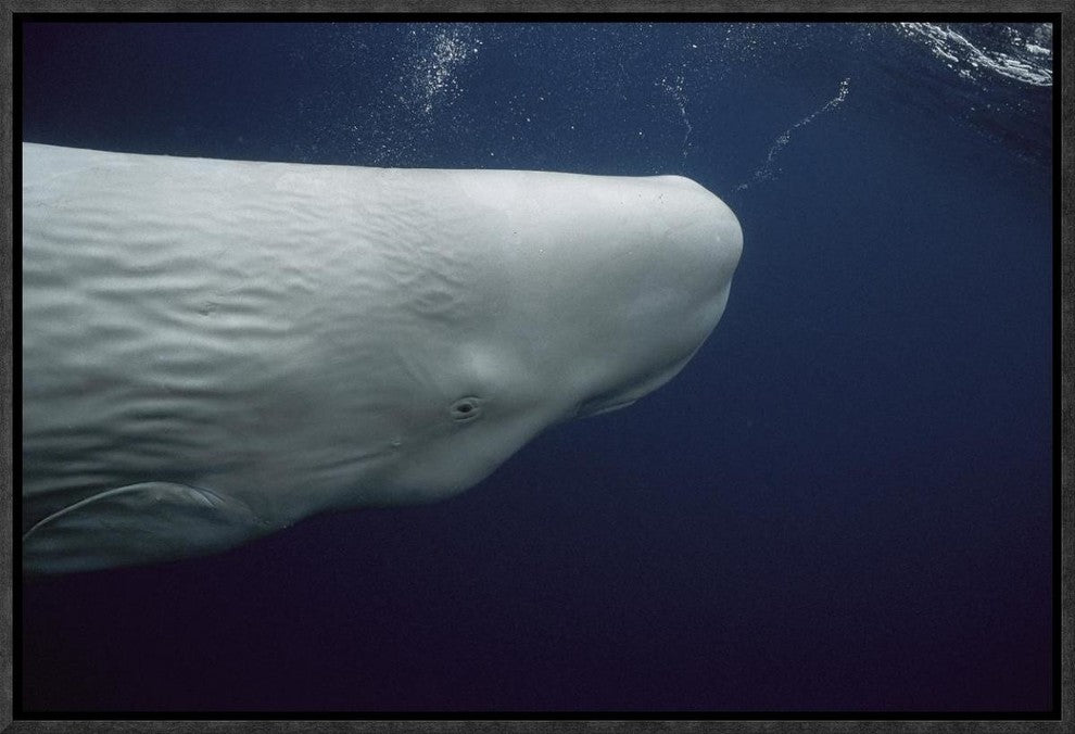 Sperm Whale White Morph Portrait, Azores Islands, Portugal, 18"x12"