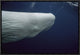 Sperm Whale White Morph Portrait, Azores Islands, Portugal, 18"x12"