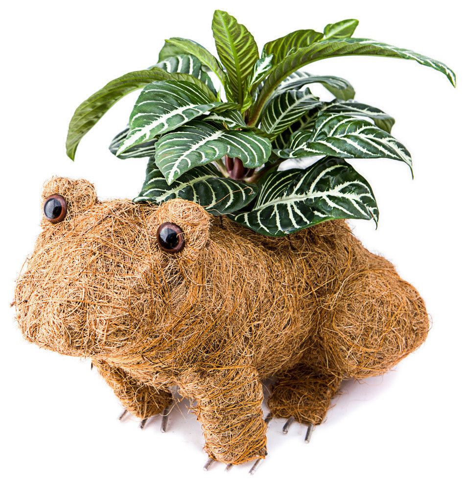 Animal Coco Planters, Frog