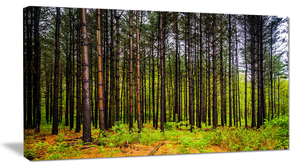Pine Trees in Michaux Forest, Modern Forest Canvas Art, 32"x16"