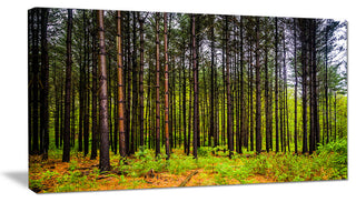 Pine Trees in Michaux Forest, Modern Forest Canvas Art, 32"x16"