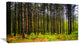 Pine Trees in Michaux Forest, Modern Forest Canvas Art, 32"x16"